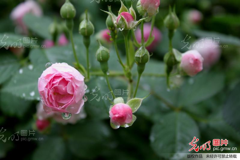 花露儿11dn02女加厚加绒蕾丝花边 _经验分享网