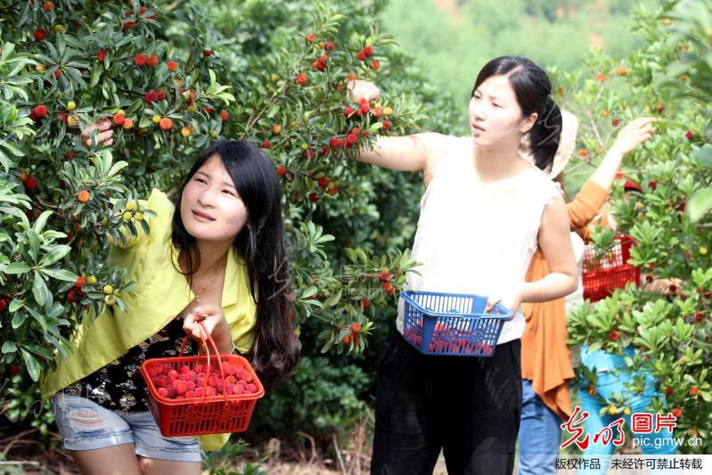 江西万年:万亩杨梅已成熟 八方游客喜来摘_徐