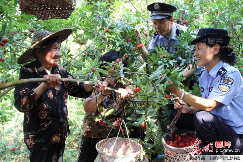 浙江台州:杨梅成熟了,警察来护航_新闻
