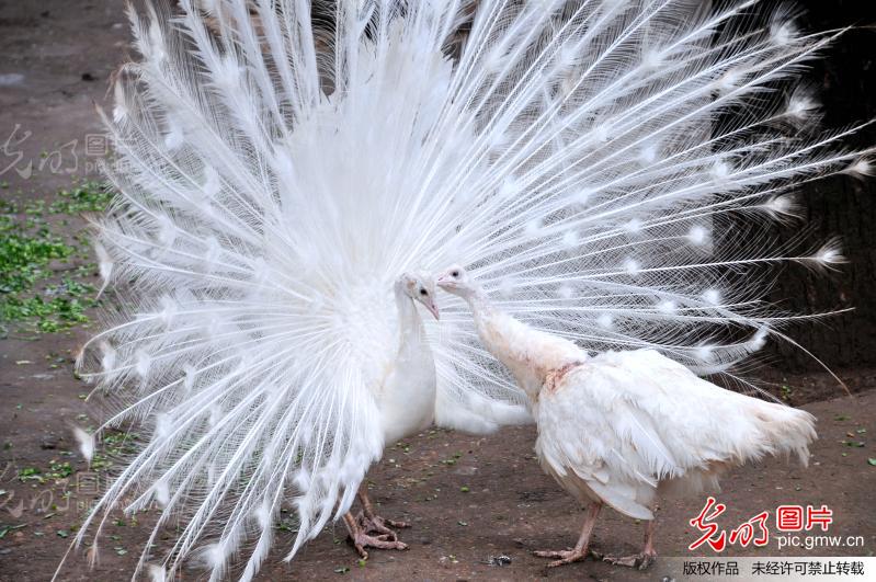 雌孔雀交颈依偎似亲吻