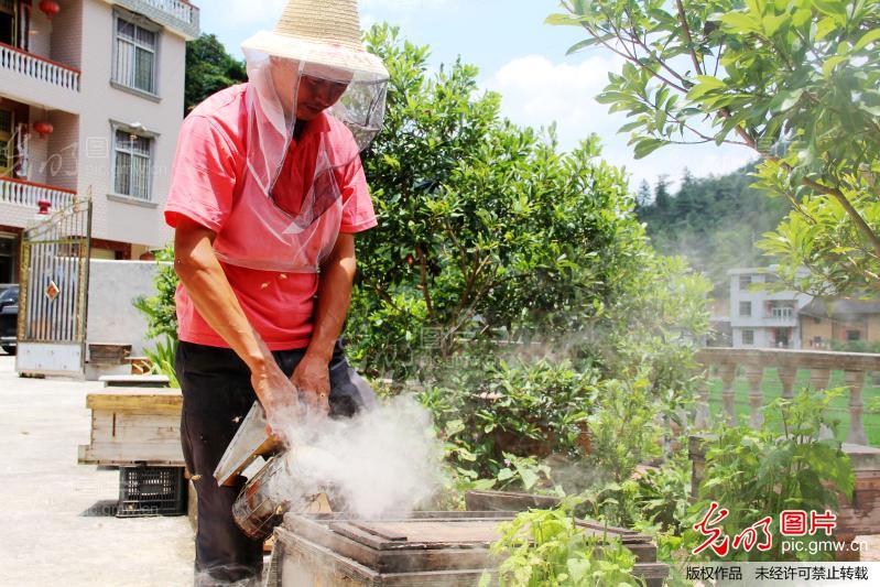 江西遂川:养蜂人甜蜜事业提取蜂蜜过程_新闻