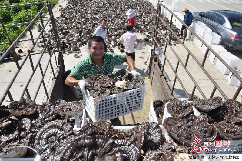 江西安远:特色种植富农_新闻