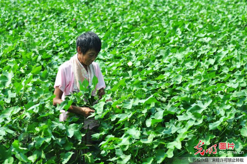 山东邹平县: 田管保秋收_新闻
