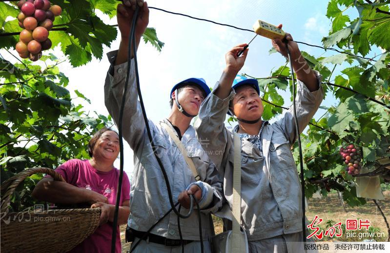 安徽来安:冒高温安装线路 助果农抗旱保收_新