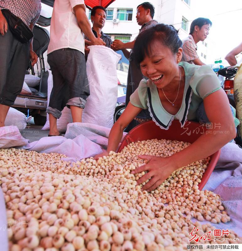 江西广昌成全国最大白莲集散交易中心_曾恒贵