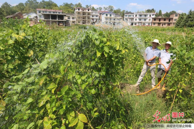 湖南娄底最大蔬菜基地遭遇高温天气 大量蔬菜