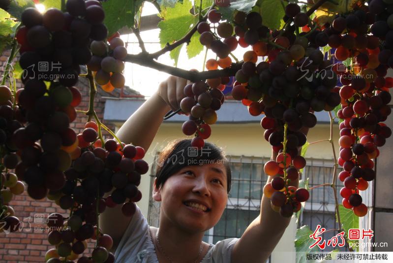 庭院葡萄种植热晋城 _新闻