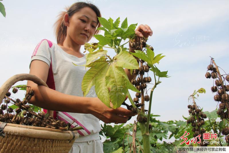 山东无棣:盐碱地上试种蓖麻成功_初宝瑞
