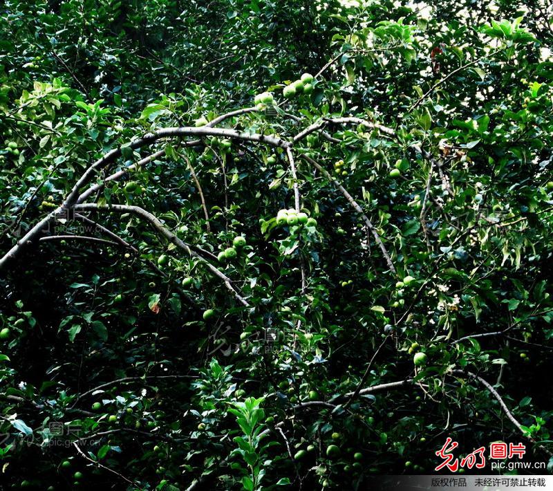 郑州碧沙岗公园海棠果似苹果_吴贤德