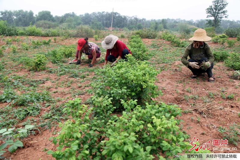 河南宝丰山区种上了玫瑰花迷迭香助民致富