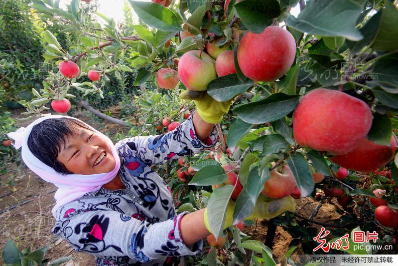 新疆兵团:种养结合致富路 多元增收结硕果_新