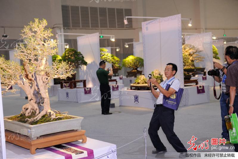 首届中国盆景国家大展在中山古镇开幕_关煜柔