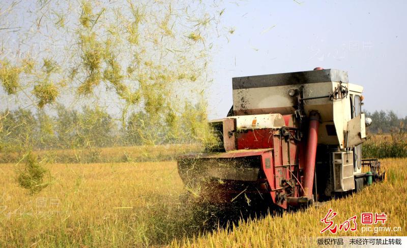 江苏东海:水稻秸秆粉碎还田_新闻