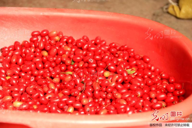 怎样挑选好的山茱萸 20131020064147_6708.jpg