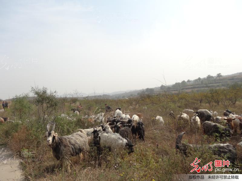 荒山养羊 拓宽致富路_新闻