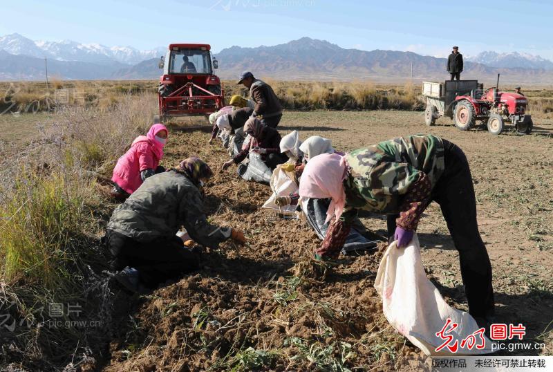 甘肃民乐县做响中国板蓝根之乡_第三届百姓故
