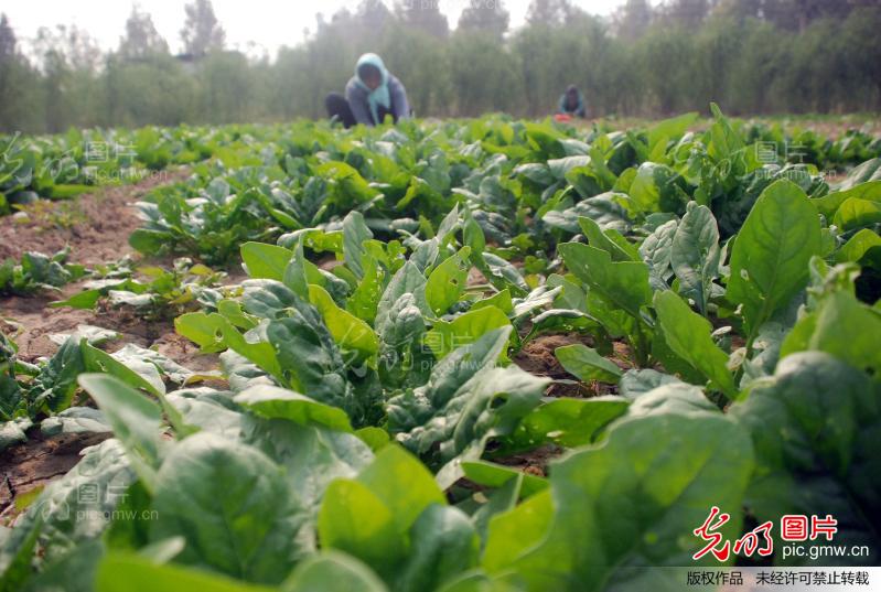 山东高青:霜降至 收菜忙_新闻