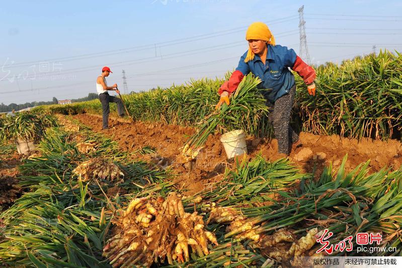 霜降收姜正当时