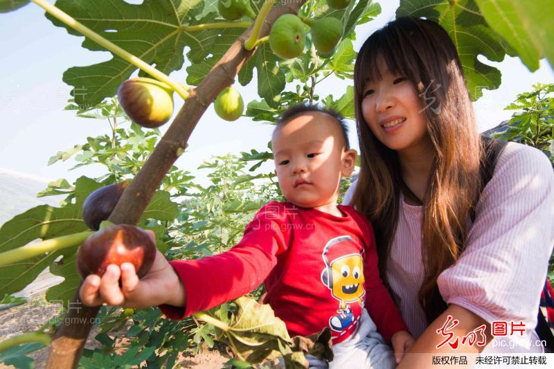 【无花果种植基地视频】