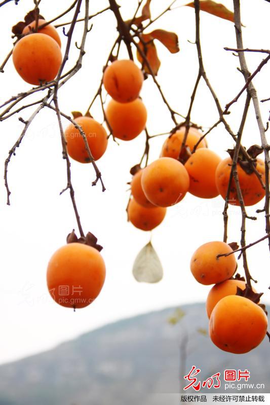 柿柿如意照片高清 20131030170550_9166.jpg