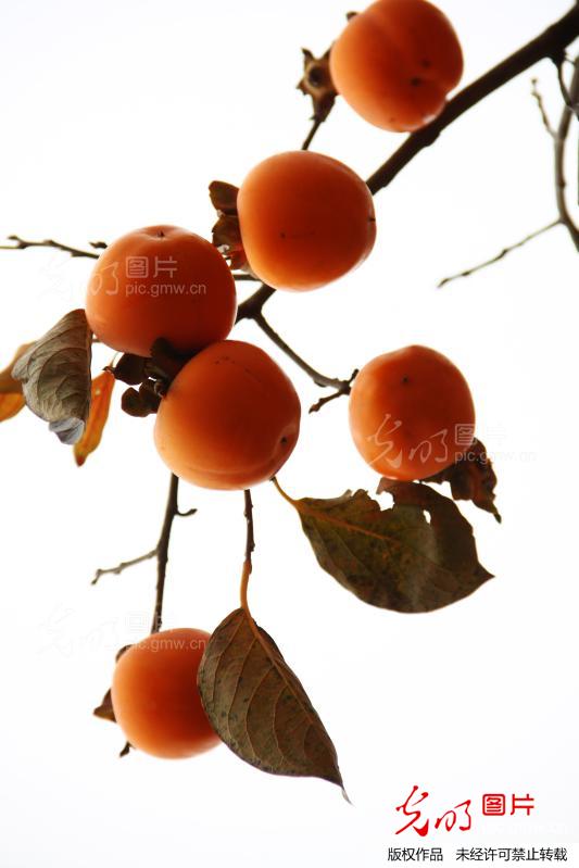 柿柿如意照片高清 20131030170558_1018.jpg