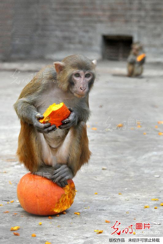 动物园居民的万圣节_新闻