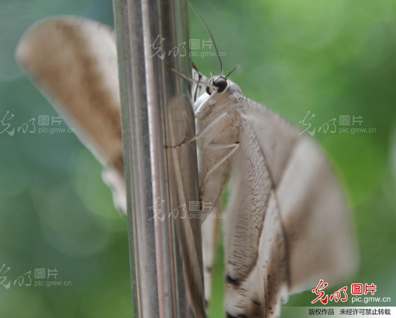 海南琼海:特大蝴蝶夜访 专家称是大蚕蛾_新闻