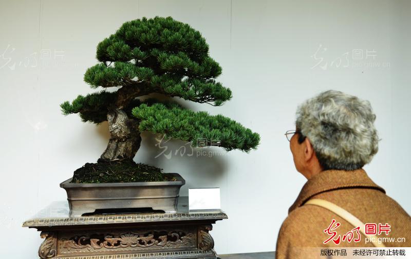 杭州西湖盆景展 迷你风景惹人醉