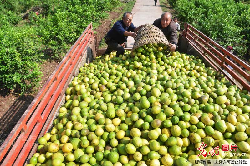 四川广安:\<em>小柠檬</em>\变成助农增收\大产业\