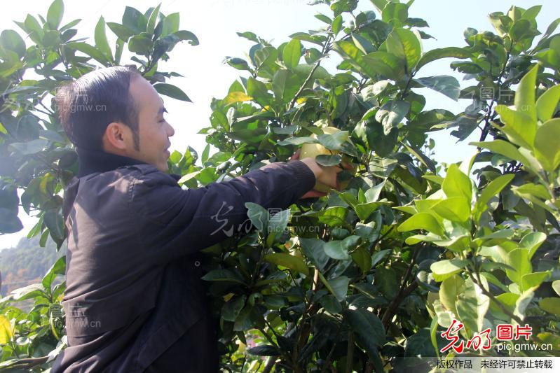 湖北宣恩:首届贡水白柚采摘节开幕_新闻