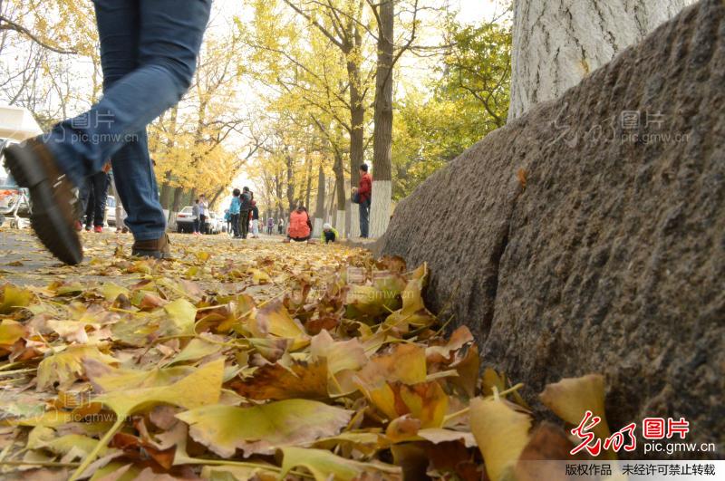 近日,青岛市八大关风景区进入深秋中最美丽的时刻,保留在地面的落叶为市民朋友带来了一场深秋的视觉盛宴。 青岛市八大关风景区的落叶吸引众多市民、学生以及摄影爱好者前来赏秋。不扫的落叶为深秋中的青岛海滨带来了别有意蕴的秋日风景。