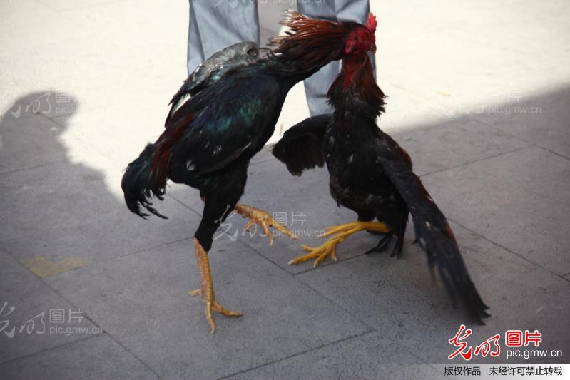 斗鸡芥翼争英雄 双距利刃逞威风_创意