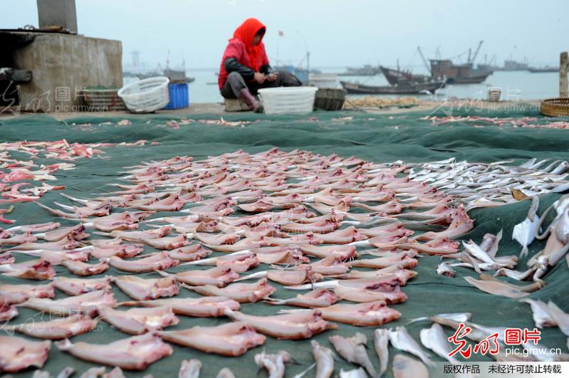 连云港沿海渔民忙晒鱼干增收_第三届百姓故事