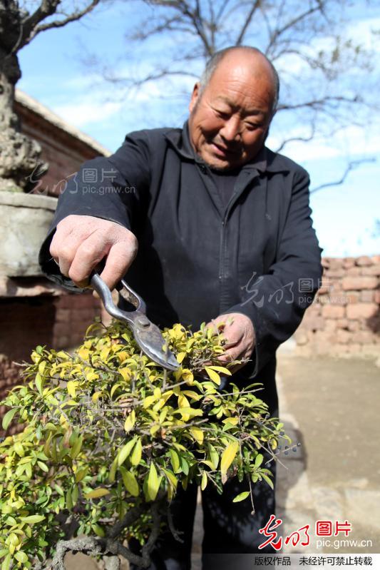 河南宝丰县一位农民40年的盆景情缘_新闻