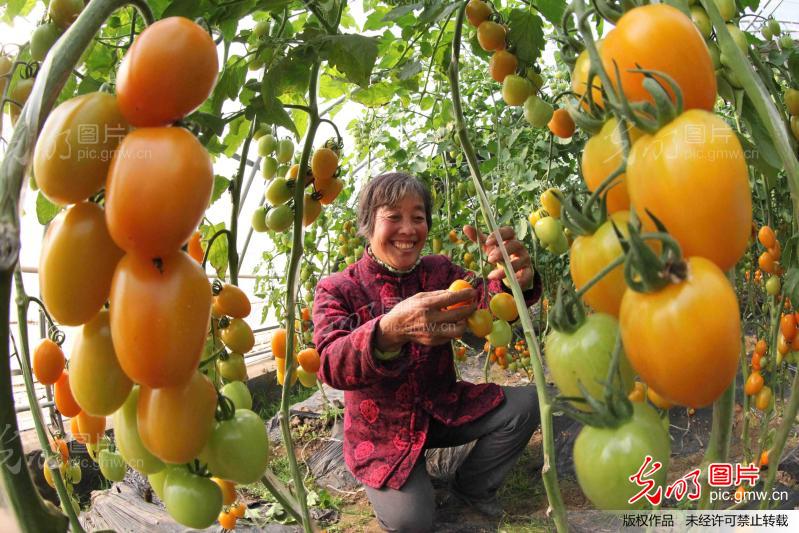 寒冬喜摘大棚菜_第三届百姓<em>故事</em>摄影大赛_ 