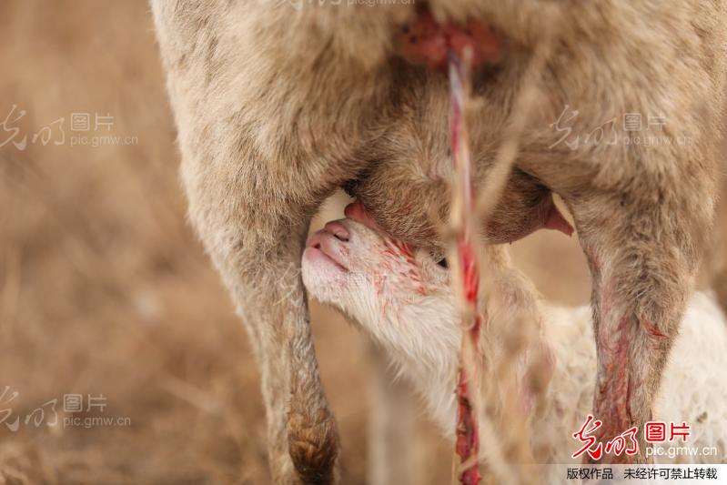 摄影师拍到母羊野外产仔小羊艰难起步找奶震撼