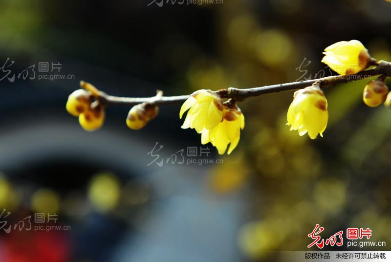 杭州寒冬温暖如春 腊梅花悄然绽放_新闻