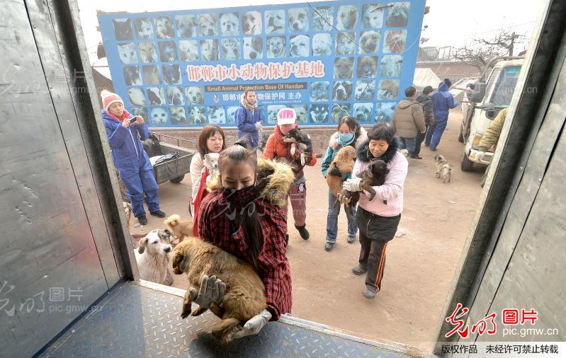 500只流浪犬猫搬家