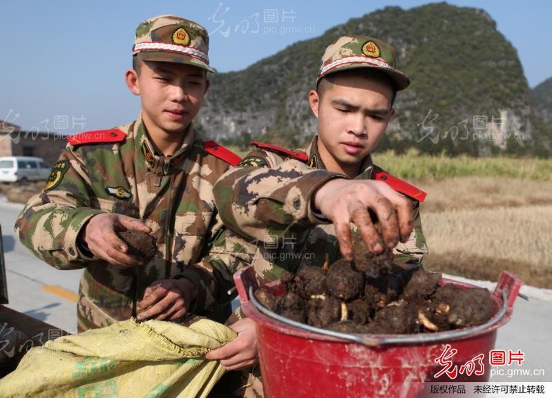 武警战士帮助农民种香芋_新闻