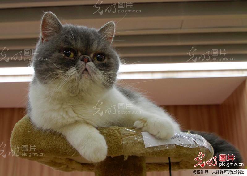 猫咪主题咖啡馆亮相南京_新闻