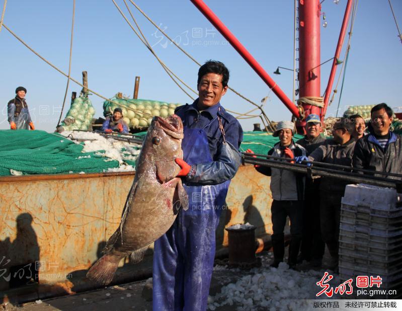 舟山渔民捕获特大野生海鲫鱼_新闻--社会_ 光明图片