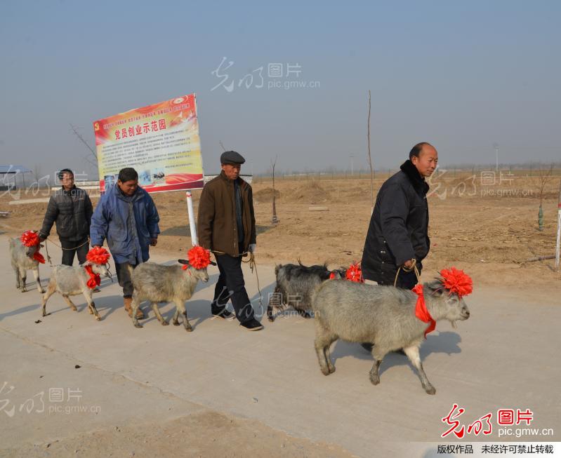 河南<em>濮阳</em>:贫困户喜<em>收</em>年货扶贫羊_新闻--社会