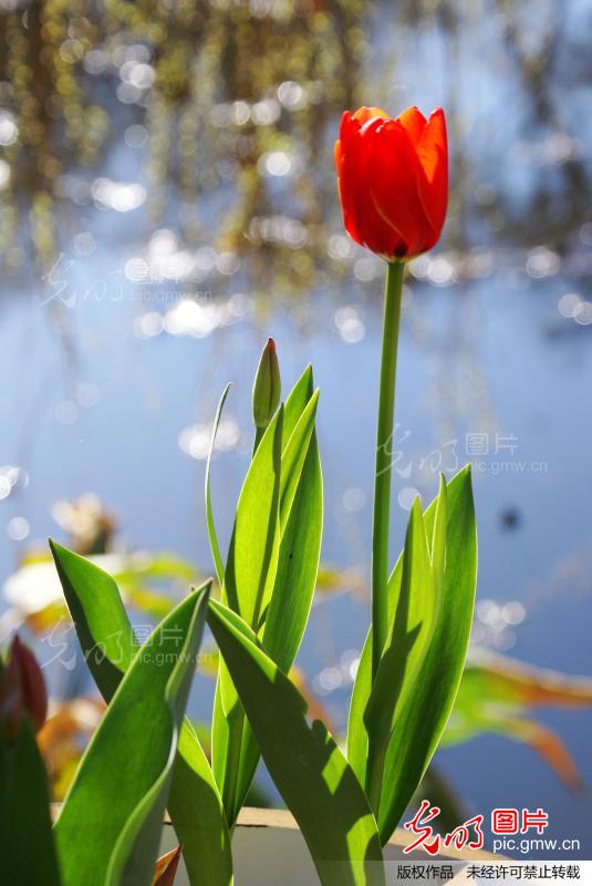 昆明遍开郁金香 欧洲佳丽靓春城_新闻