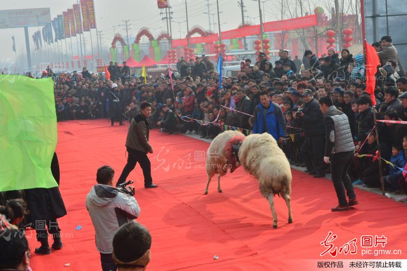 河南濮阳:红地毯上的疯狂斗羊赛 _新闻