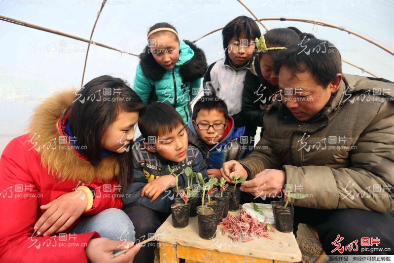 安徽蚌埠:乡村小学生 西瓜大棚里的育苗实践课