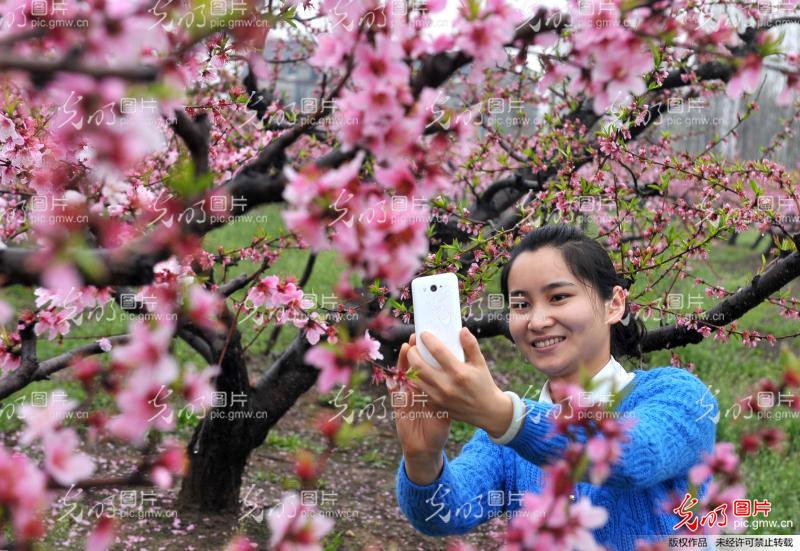 安徽滁州:乡村桃花开 赏景正当时_王家国