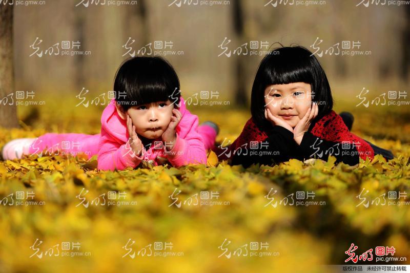 2014年11月14日,山东省胶州市永存苗圃,2位小游客在洒满金黄银杏树叶的苗圃中玩耍。 11月14日,山东青岛迎来首场霜冻,位于胶州市永存苗圃的数千亩银杏树叶飘落在地,像给苗圃铺上一层金黄的地毯,吸引了众多游客前来观赏。
