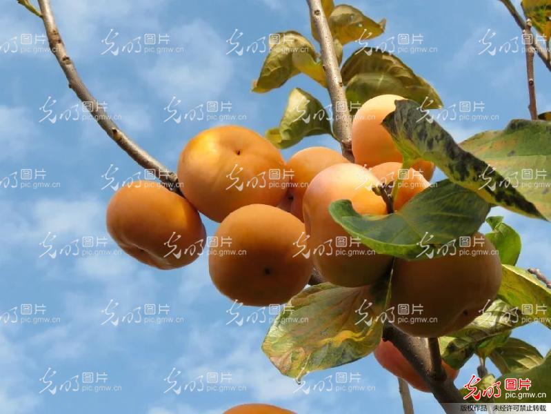 柿柿如意照片高清 20170112093436_8605.jpg