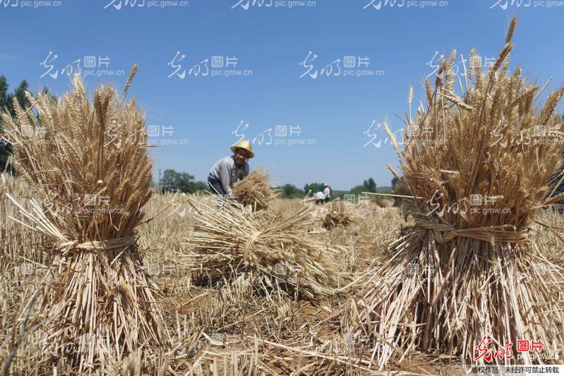 枣庄山乡小麦喜开丰收镰