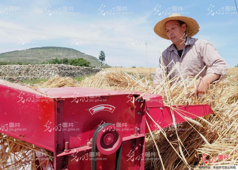 枣庄山乡小麦喜开丰收镰